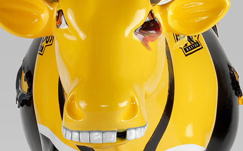 Bruins inspired cow close-up