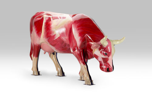 Cow muscle design facing right
